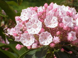  Kalmia latifolia