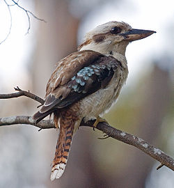  Kookaburra (Dacelo novaeguineae)
