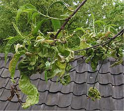  Prunier (Prunus persica) subissantune attaque de Taphrina deformans