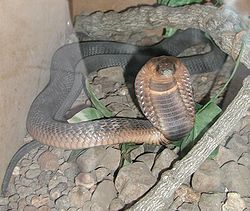  Cobra égyptien