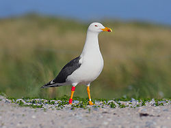  adulte et jeune (Larus fuscus graellsii)