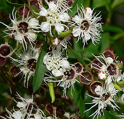  Kunzea phylicoides