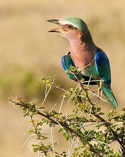  Rollier à longs brins (Coracias caudatus)