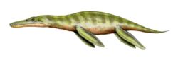  Liopleurodon ferox (vue d'artiste)