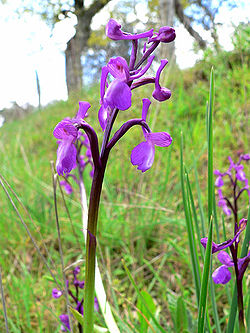  Anacamptis champagneuxii