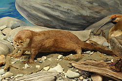  Lontra provocax Musée de la Patagonie San Carlos de Bariloche, Argentine