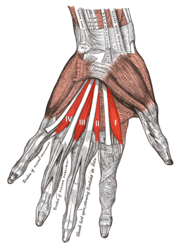 Les muscles de la main gauche.