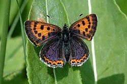  Lycaena helle (imago mâle)