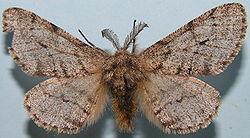  ♂Lycia hirtaria (Clerck, 1759)