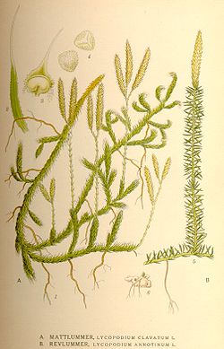  Lycopodium clavatum, à droite Lycopodium annotinum, à gauche