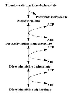 Métabolisme de la désoxythymidine.jpg