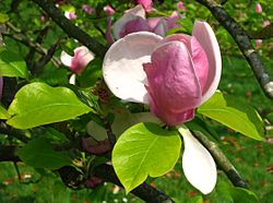  Magnolia × soulangeana 'Rustica Rubra' crée par Étienne Soulange-Bodin, botaniste français