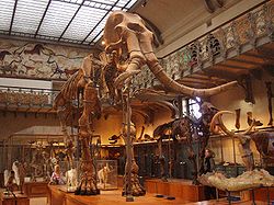  Squelette de Mammuthus meridionalis au Muséum national d'histoire naturelle