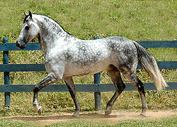  Cheval gris pommelé (Equus caballus) de race Mangalarga Marchador