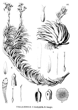  Tillandsia araujei MezIllustration du protologue.T. araujei est la plante de gauche (II).