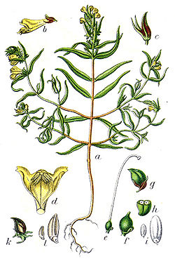  Melampyrum sylvaticum