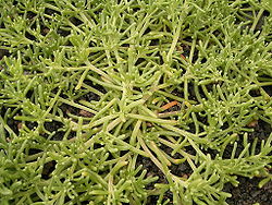  Mesembryanthemum nodiflorum