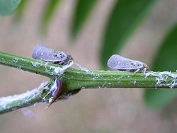  Cicadelle pruineuse (Metcalfa pruinosa)