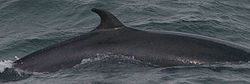 Aileron dorsal d'une Baleine de Minke