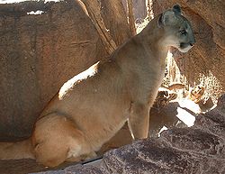  Un puma (Puma concolor)