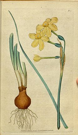 Narcissus jonquilla, la jonquille véritable