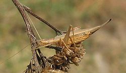  Oecanthus pellucens