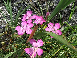  Dianthus sylvaticus