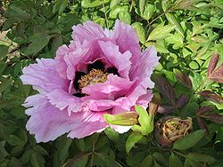  Paeonia suffruticosa subsp. rockii