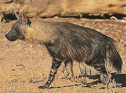  Hyène brune (Parahyaena brunnea)