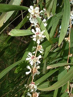  Agonis flexuosa