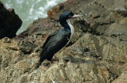  Phalacrocorax bougainvillii