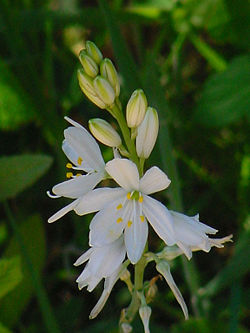  Anthericum liliago