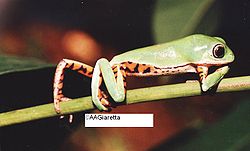  Phyllomedusa azurea