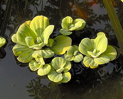  Pistia stratiotes