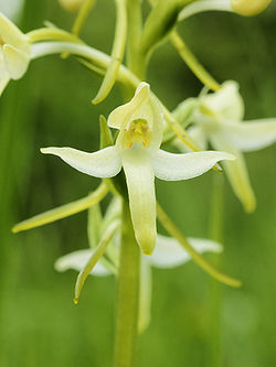  Platanthera bifolia