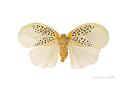  Poekilloptera phalaenoides- Muséum de Toulouse