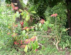 Arbuste d'Euphorbia pulcherrima, Belize