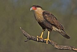  Caracara plancus