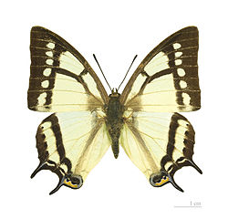   Polyura narcaeus meghaduta - Muséum de Toulouse