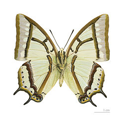  Polyura narcaeus meghaduta △ - Muséum de Toulouse