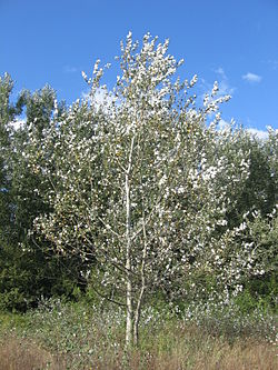  Populus alba