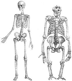  Squelettes d'homme et de gorille