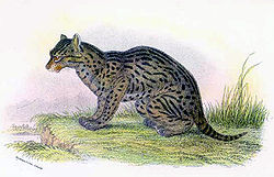  Chat viverrin (Prionailurus viverrinus)