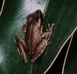  Pristimantis gutturalis