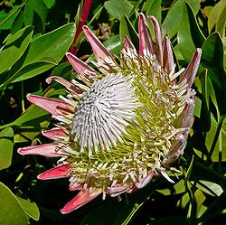  Protea cynaroides