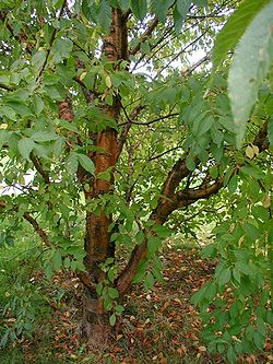  Jeune spécimen de Prunus mackii