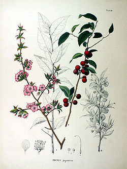  Prunus japonica