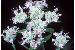 Pycnanthemum tenuifolium