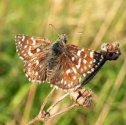  Pyrgus malvoides