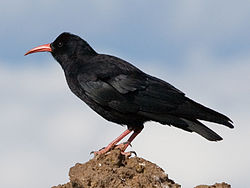  Spécimen de la sous-espèceP. p. barbarus, à La Palma,dans les îles Canaries